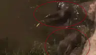 Dicle Nehri’nin nadir misafirleri kameralara takıldı