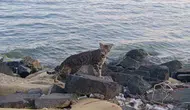 Tekirdağ sahilinde güneş hakimiyeti kedilere bıraktı