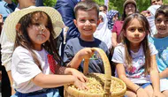 Tunceli'nin meşhur dutunda bu yıl bereketli hasat dönemi