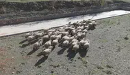 Tokat'ın meşhur Karayaka koyunu üniversitede güvence altına alındı