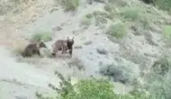 Sivas kırsalında anne ayı ve yavrusu kameraya yakalandı