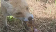 Tunceli'de doğa ile insan arasındaki şaşırtıcı güven bağı
