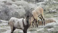 Köyceğiz’de yaban keçileri için av ihalesi açıldı