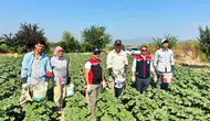 Koçarlı bamyasında sezon başladı
