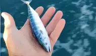 Karadenizli balıkçının sezon müjdesi ağlara takıldı