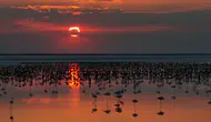 Tuz Gölü flamingo nüfusunda son beş yılın rekoru kırıldı