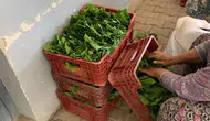 Sarıgöl bağlarında yaprak bereketi düşen fiyatlarla devam ediyor