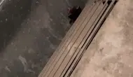 Gaziantep'te okulun havalandırma boşluğuna düşen yavruları öğretmenler kurtardı