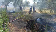Aydın’da bir ihmal zeytinliği küle çeviriyordu