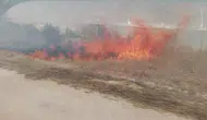 Çatalca'da 600 dönümlük arazi küle döndü