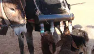 Şanlıurfa’da kuzular çoban yerine eşeği takip ediyor