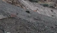 Hakkari yolunda nadir misafirler trafiği durdurdu