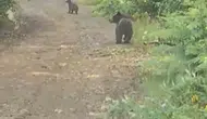 Karabük ormanlarında ayılarla burun buruna geldiler