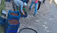 Tarlada 20, tezgahta 200 lira: Üreticinin alın teri dalında çürüyor