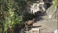 Çamlıhemşin’de evin kapısına gelen yavru ayıyı aile besledi