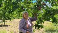 Avrupa’nın sofrasına giden Andırın kirazı dalından toplandı
