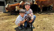 Ağrı'da hayvancılık atağı Angus ve Hereford düveler üreticiye teslim edildi