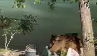 Tunceli'de piknik sofrasına ortak olan bozayı paniğe neden oldu?