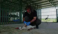 Van'da yaban hayatının kreş dönemi sona erdi
