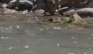 Tunceli’nin sarp yamaçlarında dağ keçileri objektife yansıdı