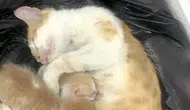 Siverek’te anne kedi sığınacak yer olarak vakıf binasını seçti