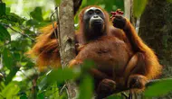 Orangutanlar doğadaki eczaneyi keşfetti
