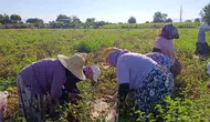 Aydın tarlalarında domates mesaisi başladı