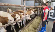 Orhaneli hayvancılığı için uzmanlar sahaya indi