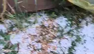 Edirne’de dolu yağışı kanola tarlalarını vurdu