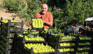 Manisa’da yediveren incirinde sezonun ilk yarısı bitiyor