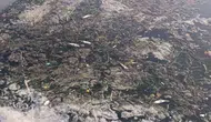 Tekirdağ'da dere kıyısında toplu balık ölümleri endişe yarattı