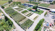 Battalgazi Belediyesi kendi bitkisini üreterek bütçeyi koruyor