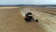 Çorum çiftçisi kanola ile tarlada yüksek verimi yakaladı