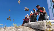 Kilis Ravanda Kalesi çevresine binlerce kınalı keklik bırakıldı