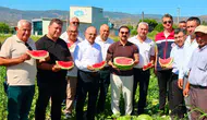 Aydın’da Cincin karpuzu bereketi başladı