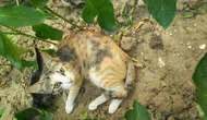 Burhaniye’de borunun içine hapsolan iki kedi kurtarıldı