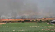 Bandırma’da rüzgarla büyüyen yangın tarım arazilerini vurdu