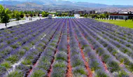 Kayseri'de mor renkli Erciyes manzaralı lavanta keyfi