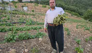 Adana’da çekirge istilası Tarlalar talan ediliyor