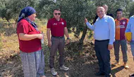 Denizli zeytinciliğinde kimyasal ilaç dönemi kapanıyor