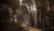 Fransa ve İspanya yangınlarla boğuşuyor