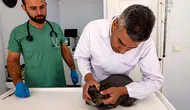 Evcil hayvanlarda kene ve pire alarmı