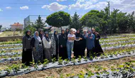 İscehisar toprağı çilekle tanıştı