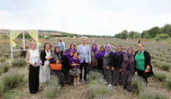 Büyükçekmece’de mor renkli lavanta hasadı başladı
