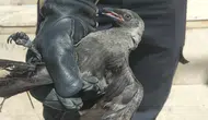 Çankırı'da tel örgülere takılan kargayı ekipler kurtardı