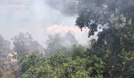 Alanya'da avokado bahçeleri yandı