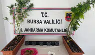 Bursa jandarmasından üç ilçede eş zamanlı uyuşturucu baskını