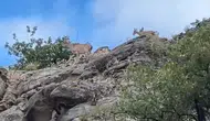Sivaslı dağ keçileri sarp kayalıklarda görüntülendi
