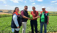 Hayrabolu tarlalarında yazın müjdecisi karpuz hasadı başladı