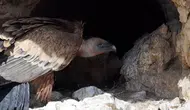 Artvin’in sarp kayalıklarında gizli yaşam kameraya yansıdı